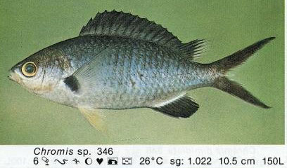 Chromis sp